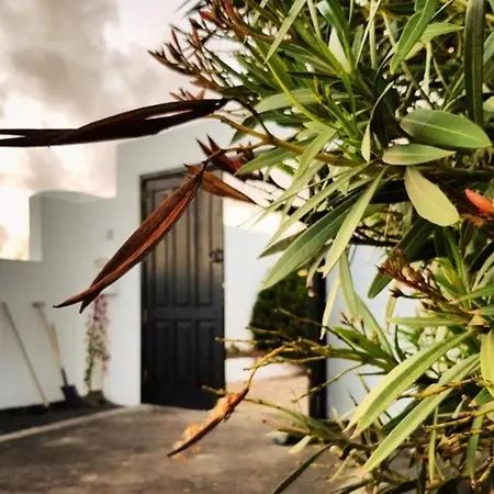 La Mimosa Teguise